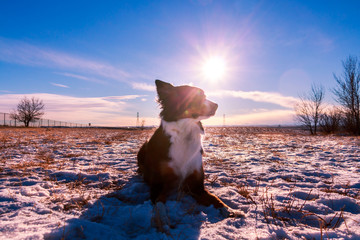 Border Collies Sits In the Light