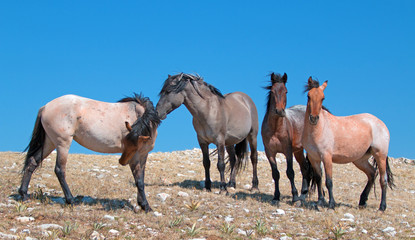 Fototapeta na wymiar Small Herd of Mustangs on Sykes Ridge in the Pryor Mountains Wild Horse Range in Montana USA