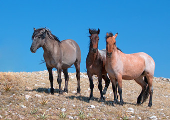 Small Band of Wild Horses on Sykes Ridge in the Pryor Mountains in Montana USA