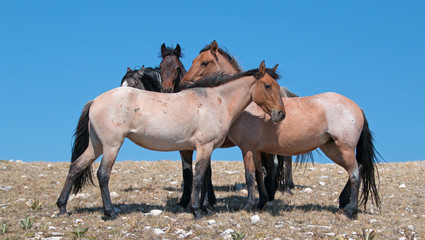 Small Band of Wild Horses on Sykes Ridge in the Pryor Mountains Wild Horse Range