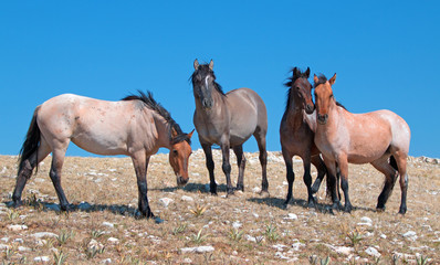 Small Band of Wild Horses on mountain ridge in the western United States