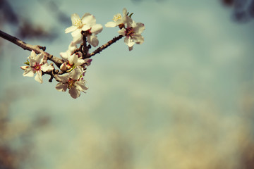 Almond flower trees at spring