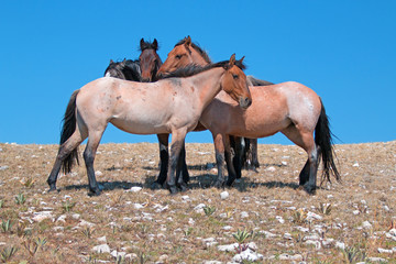 Small Band of Wild Horses on Sykes Ridge in the Pryor Mountains Wild Horse Range in Montana U S A