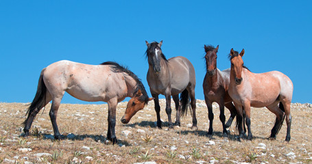 Small Band of Wild Mustangs on Sykes Ridge in the Pryor Mountains Wild Horse Range in Montana US of...