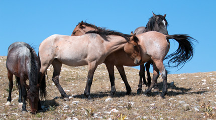 Small Band of Wild Mustangs on Sykes Ridge in the Pryor Mountains Wild Horse Range in Montana U S A