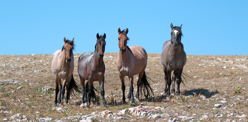 Small Band of Wild Mustangs on Sykes Ridge in the Pryor Mountains Wild Horse Range in Montana US