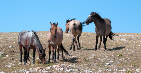 Small Band of Mustangs on Sykes Ridge in the Pryor Mountains Wild Horse Range in Montana United...
