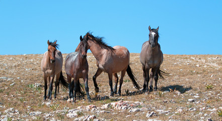 Small Band of Wild Horses on Sykes Ridge in the Pryor Mountains Wild Horse Range in Montana USA