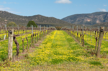 Vineyard full of wildflowers at the foot of the Grampians Ranges in Victoria, Australia