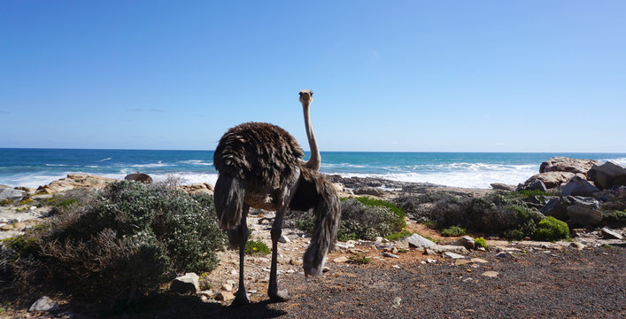 Large Ostrich standing in front of the ocean