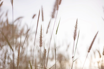 vintage photo of blooming meadow grass