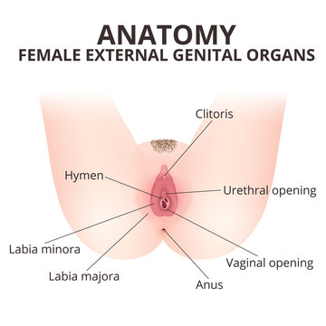 medical poster female anatomy vagina