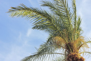 palm leaves on a background of blue sky