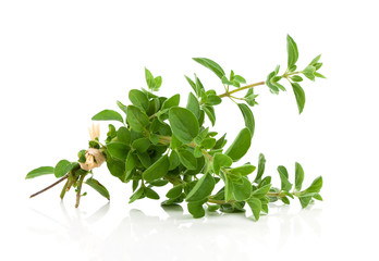 oregano bound on Isolated on white background.