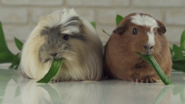 Guinea pigs breed Golden American Crested and Coronet cavy eating cucumber stock footage video