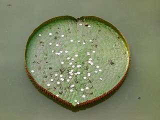 Heart of love 
