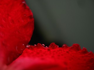 Heart of love 