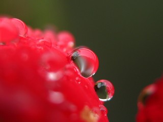 Heart of love 