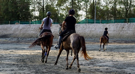 Horses riding and traning