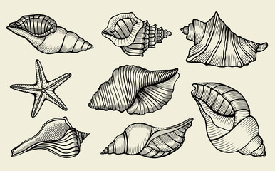 Seashells hand drawn set.