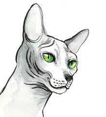 Sphinx cat with green eyes sketch