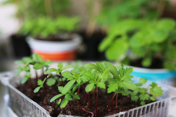 plant new pot garden