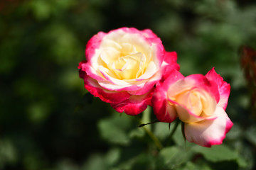 Close-up shots of beautiful roses in the garden