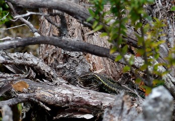 Obraz premium Lizard well disguised in the woodland debris in Southern Chile.