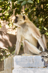 A langur monkey