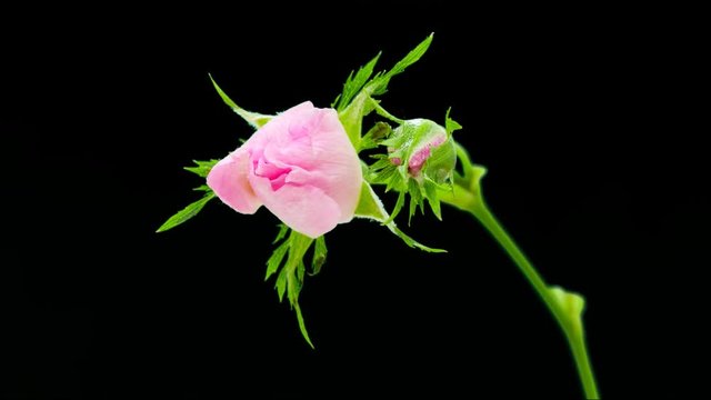Time lapse video of a rose hip flower growing cut out