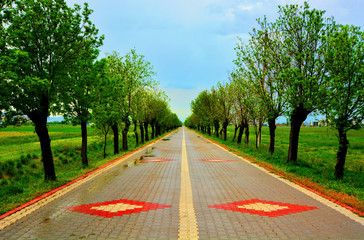 Fototapeta na wymiar Yeşil Ağaçlarla Sarılı Parke Taşlı Yol
