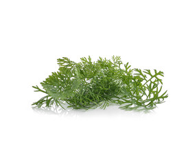 Dill isolated on white