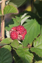 rote Brombeere, im Garten