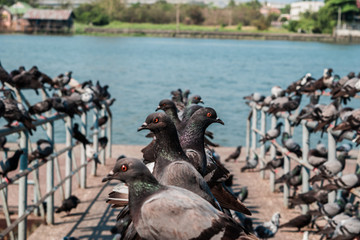 Many Pigeons on Iron rail