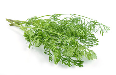 Dill isolated on white