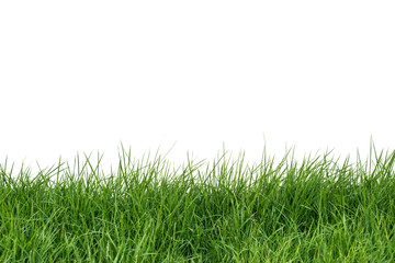 Fototapeta na wymiar grass isolate on white background