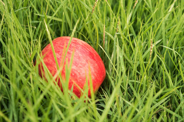 apple on  grass background