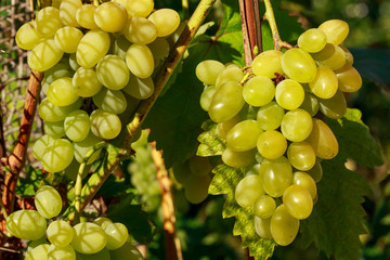 bunch of ripe grapes