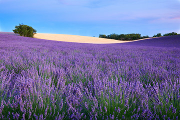 Fototapeta na wymiar Trees and a lavender field
