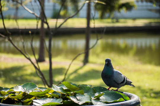 Pigeon on lotus pond