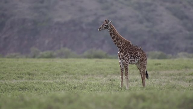 Young giraffe standing and birds taking off from it's back in Hell's Gate, Kenya.  Shot in super slow motion at 240 fps (Sony FS700 FHD)