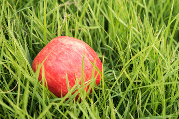 apple on  grass background