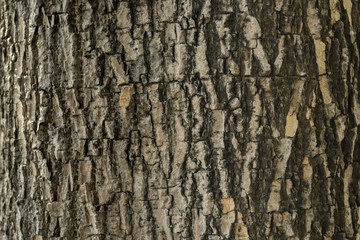 texture of tree bark