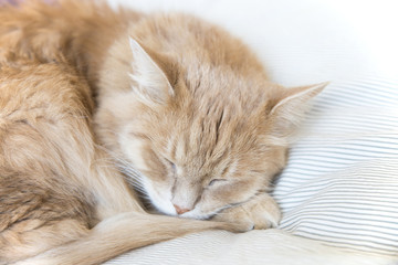Fototapeta na wymiar sleeping cat 