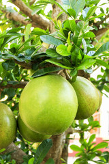 fruit of the Calabash tree in the garden with soft-focus in the background and over light