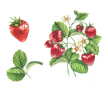 Watercolor illustrations with different berries isolated on the white background: strawberries,  flowers and leaves