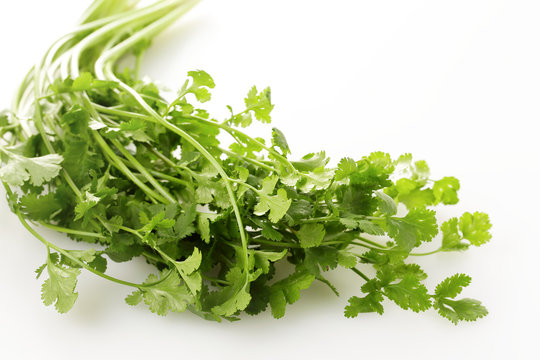 パクチー　coriander