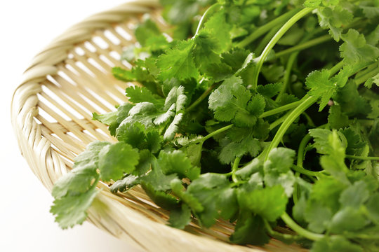 パクチー　coriander