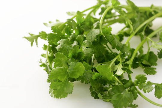 パクチー　coriander