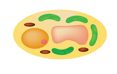 a plant cell